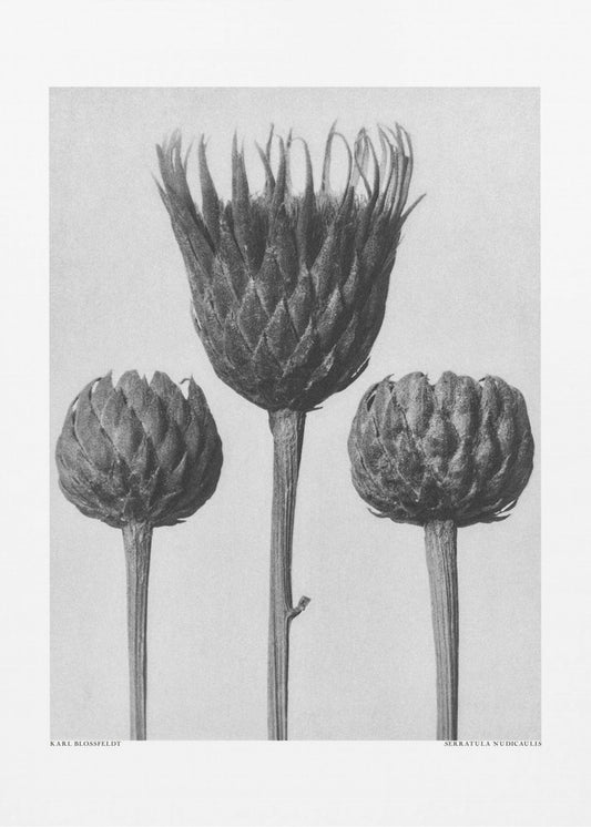 Serratula Nudicaulis | Poster