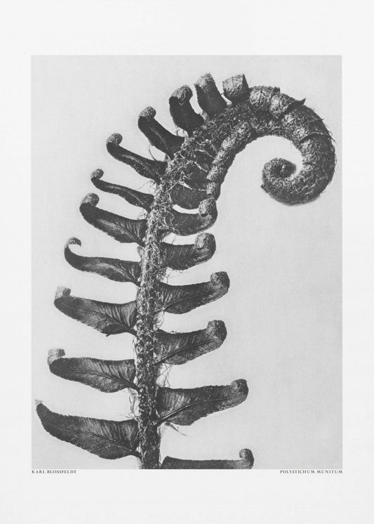 Polystichum Munitum | Poster