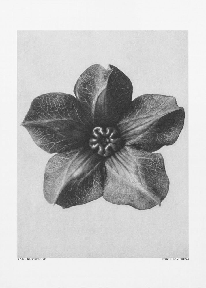 Cobaea Scandens | Poster