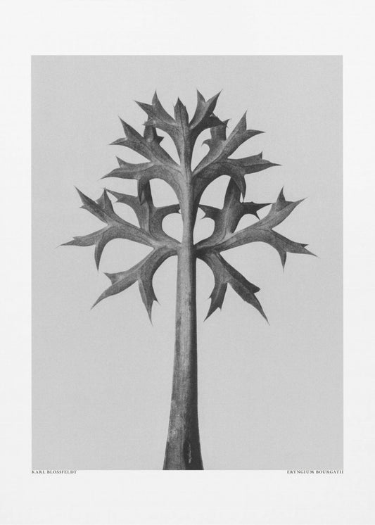 Eryngium Bourgatii | Poster