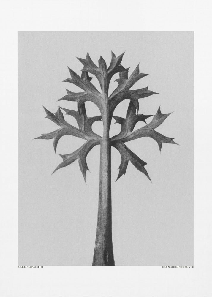 Eryngium Bourgatii | Canvas