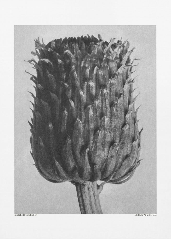 Cirsium Canum (Thistle) | Canvas