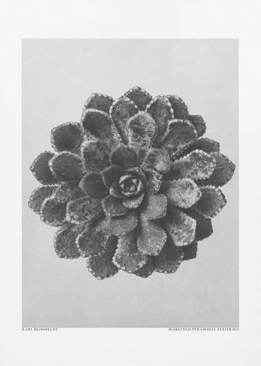 Margined Pyramidal Saxifrage | Poster