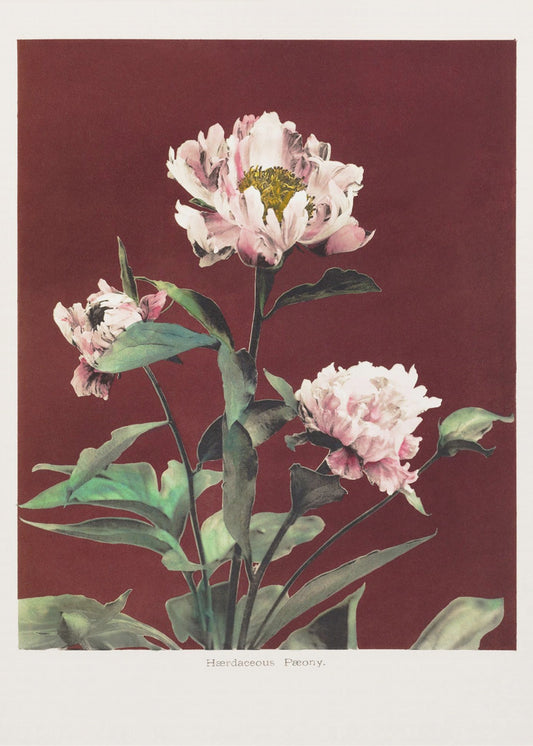 Hærdaceous Peony no2 | Canvas