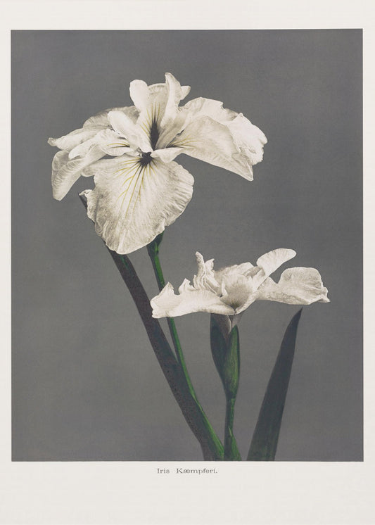 Iris Kæmpferi | Canvas