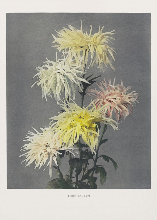 Nami–chi–dori | Canvas