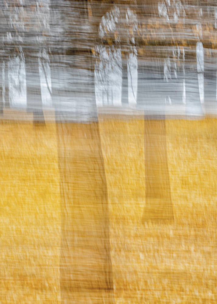 黄叶西风 | Poster