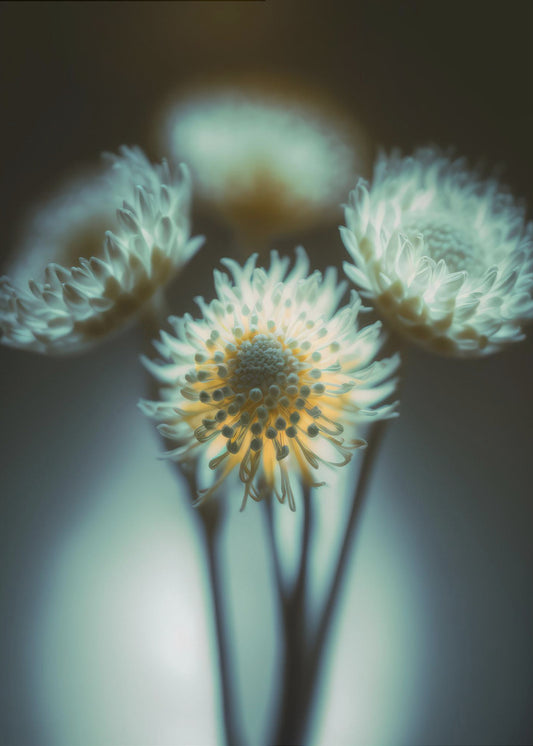 Ethereal Blooms | Poster