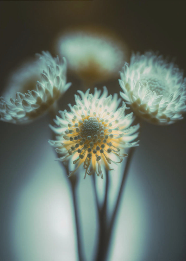 Ethereal Blooms | Canvas