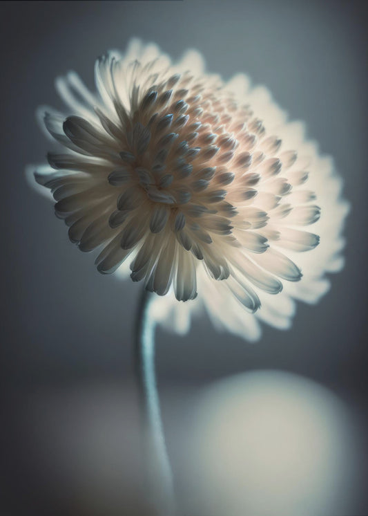 Luminous Blossom | Poster