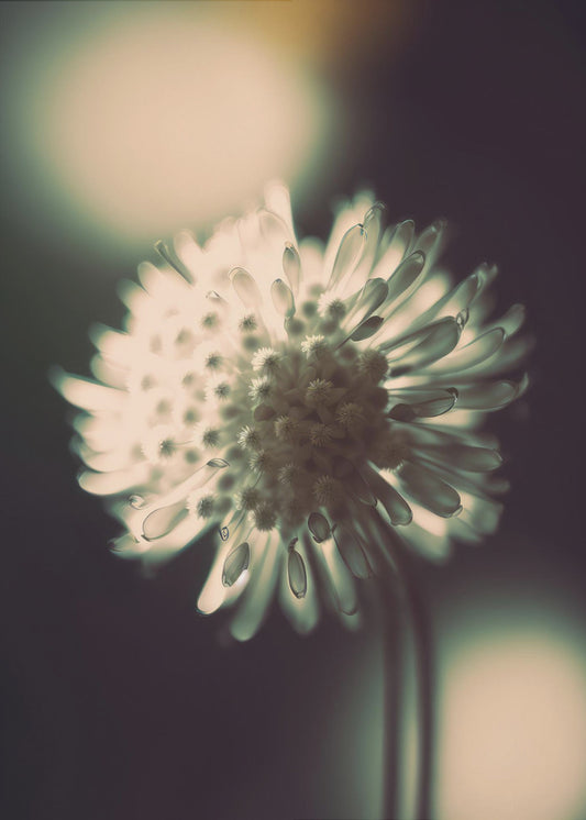 Ethereal Blossom | Canvas