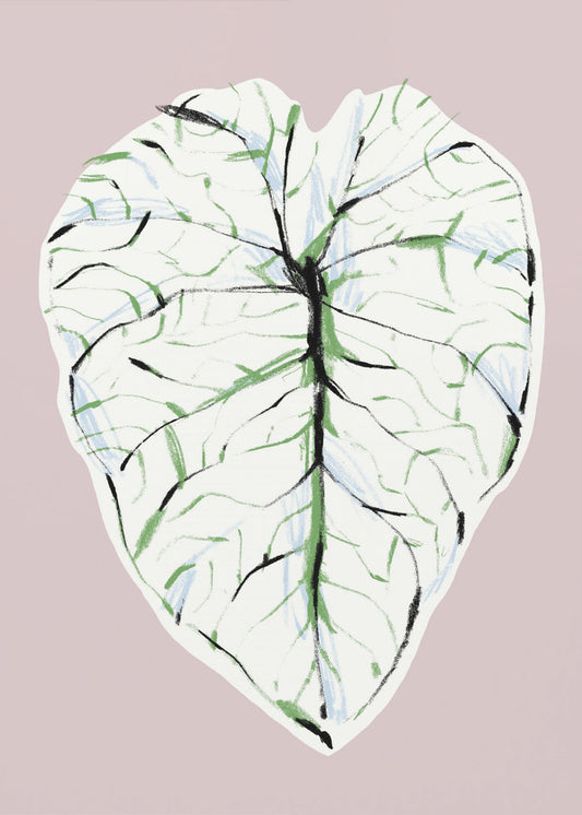 Alocasia Melo Light | Poster
