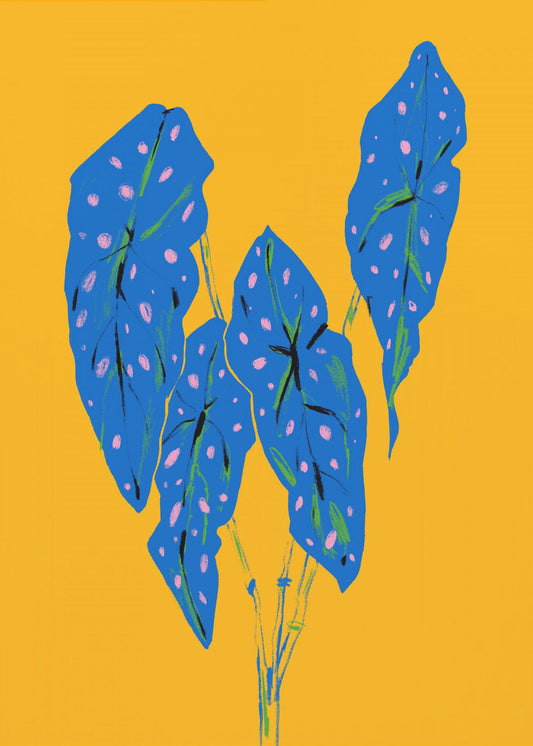 Begonia Maculata Blue and Yellow | Poster