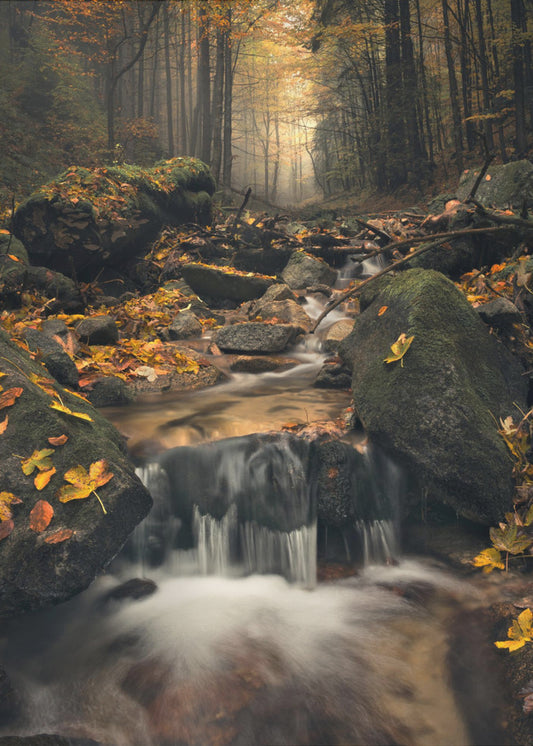 Dreamy Autumn | Canvas