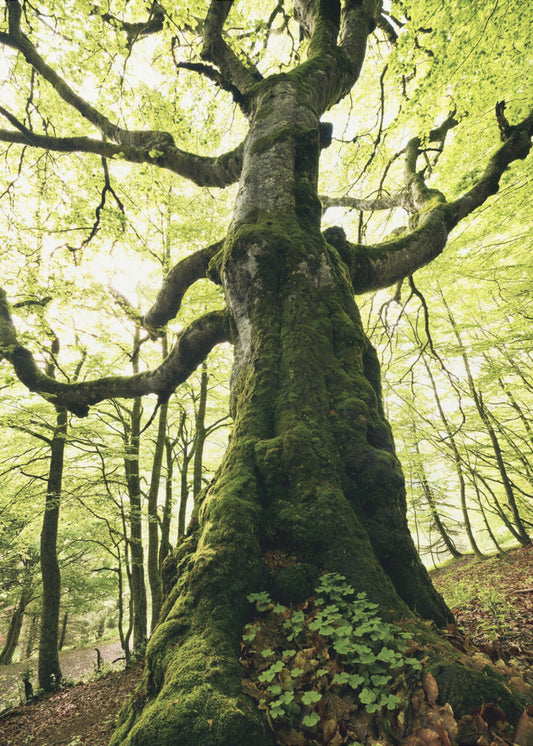 Ent | Canvas
