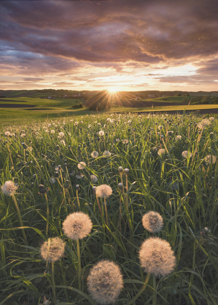 Poppy World | Poster