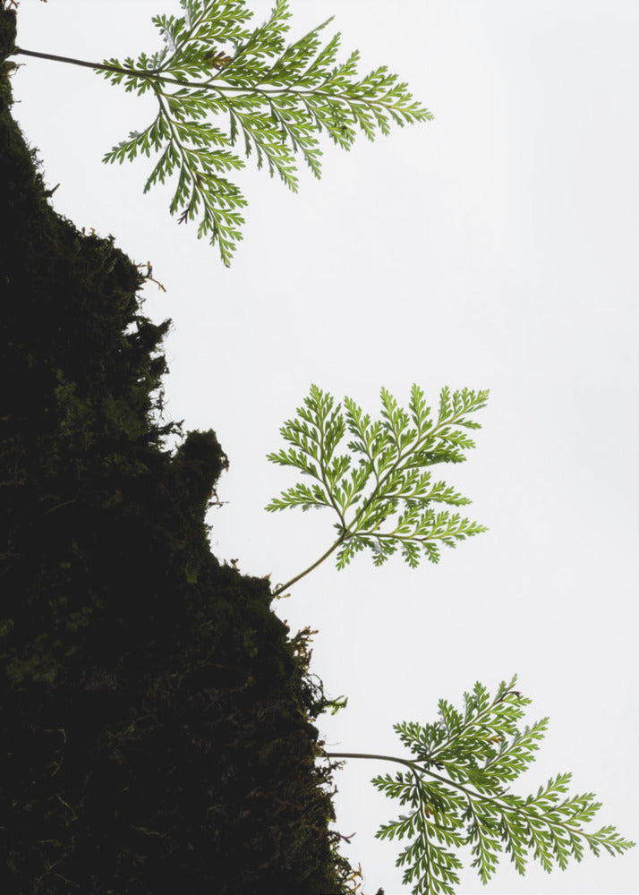 Fern Detail vertical | Poster