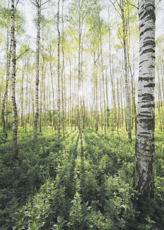 Birch Grove vertical | Canvas