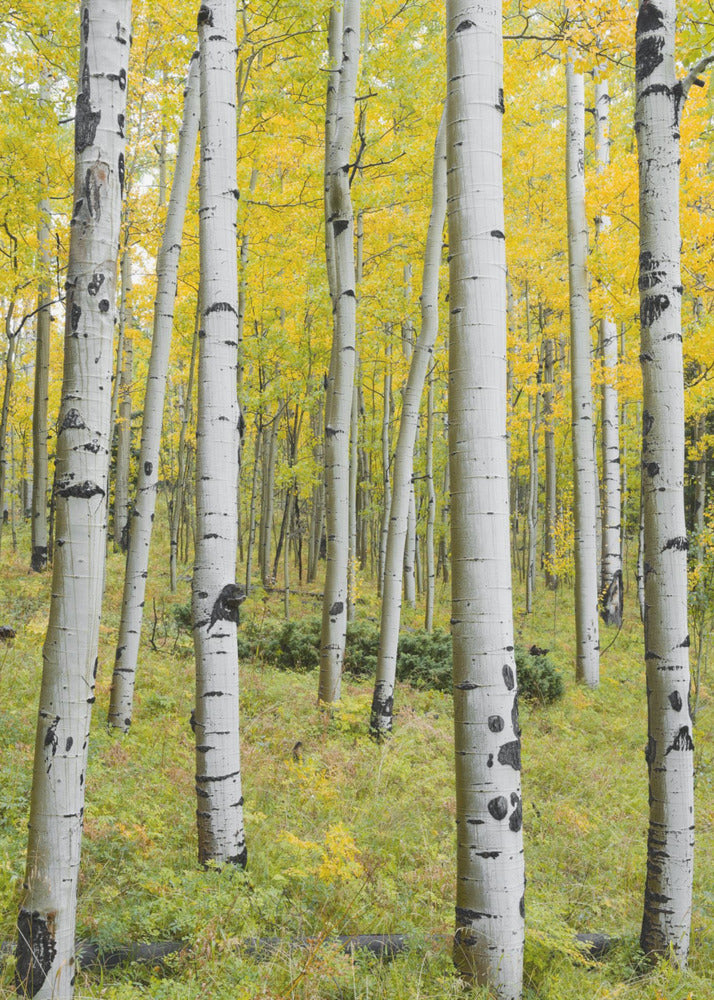 Yellow Birchs vertical | Poster