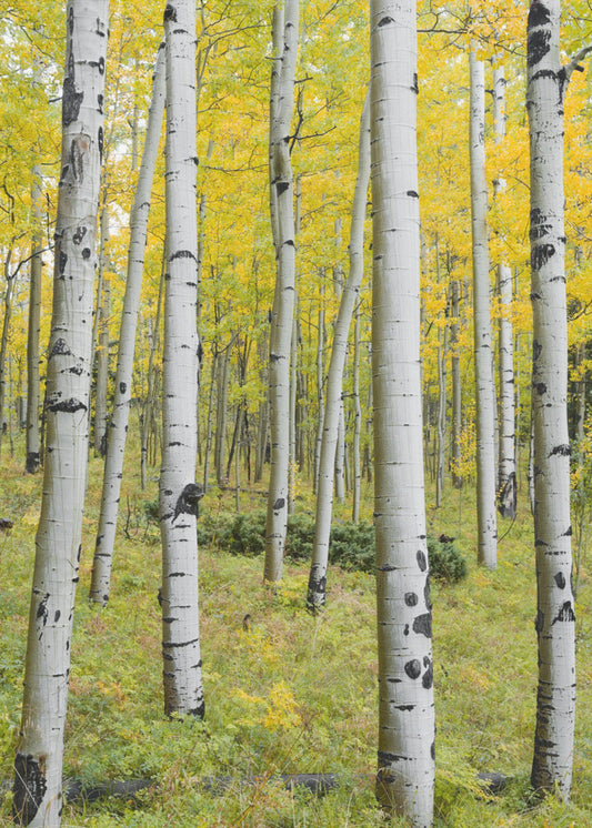 Yellow Birchs vertical | Canvas