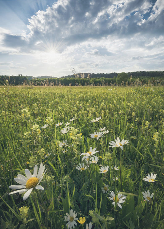 Flowering Meadow | Canvas