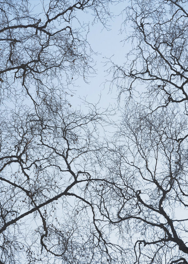 Abstract Tree | Canvas