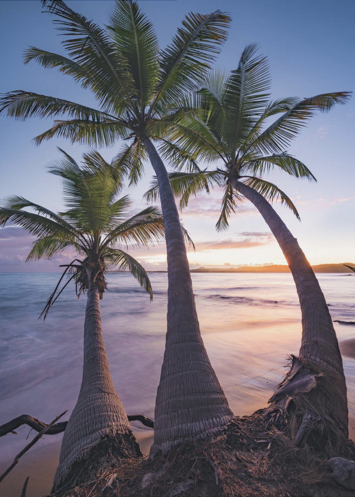 Palmy Twilight | Canvas