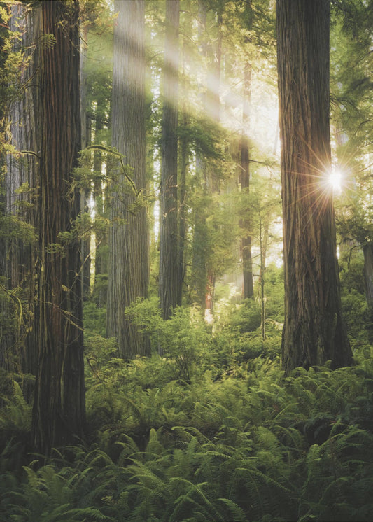 Fairy Forest | Canvas