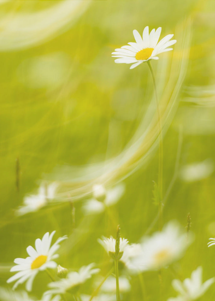 Daisies | Poster