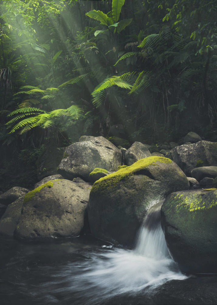 Mystic Jungle | Canvas