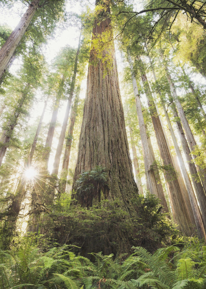 Beautiful Forest | Canvas