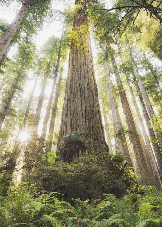 Beautiful Forest | Canvas