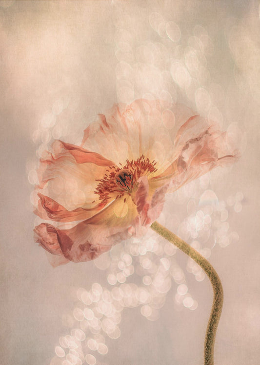 Radiant poppy | Canvas