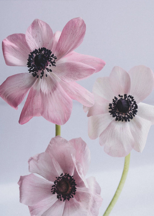Elegant Pink Anemone Flowers | Poster