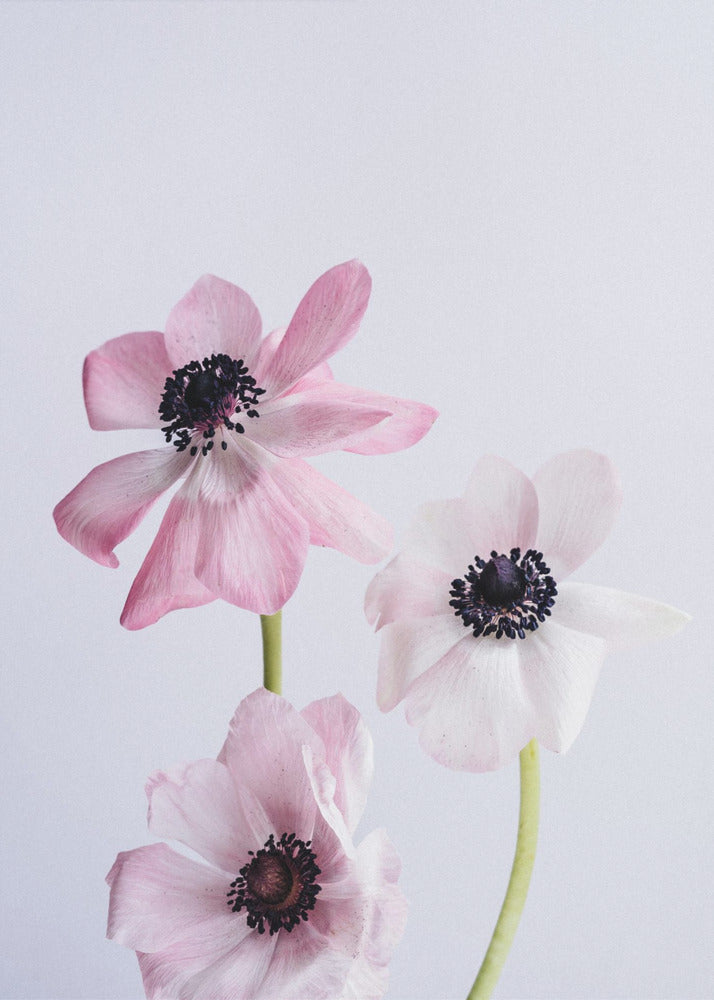 Pale Pink Ranunculus Flowers | Poster