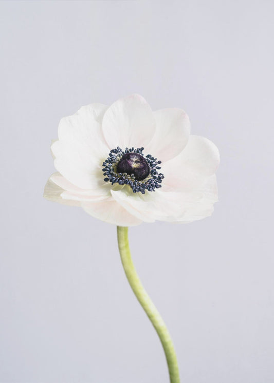 White Ranunculus Flowers | Canvas
