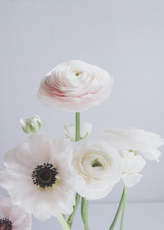 White And Pale Pink Ranunculus Flowers | Poster