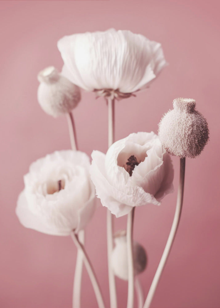 Soft Blooming Poppies | Poster