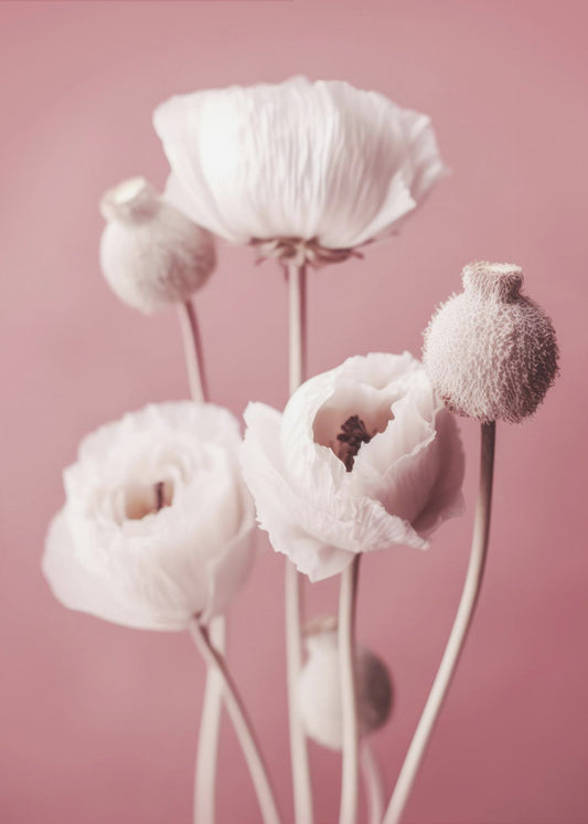 Soft Blooming Poppies | Canvas