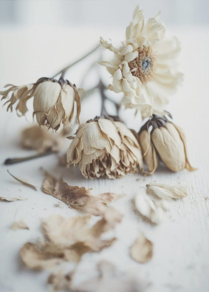 Faded Elegance | Poster