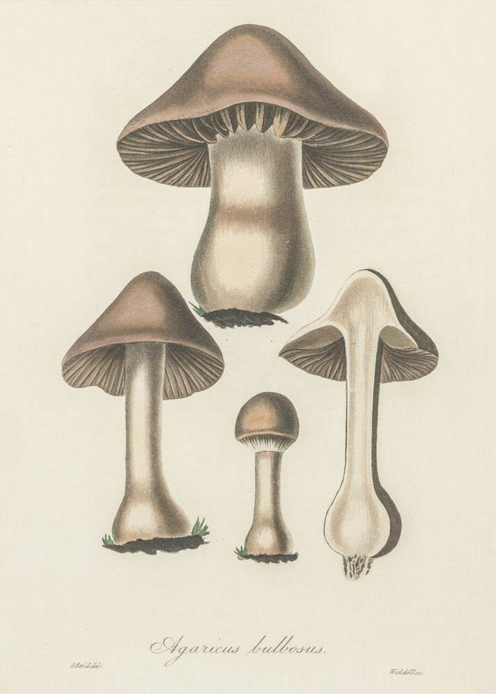 Agaricus Bulbosus Illustration. Medical Botany 1836 | Poster