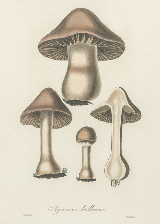 Agaricus Bulbosus Illustration. Medical Botany 1836 | Canvas