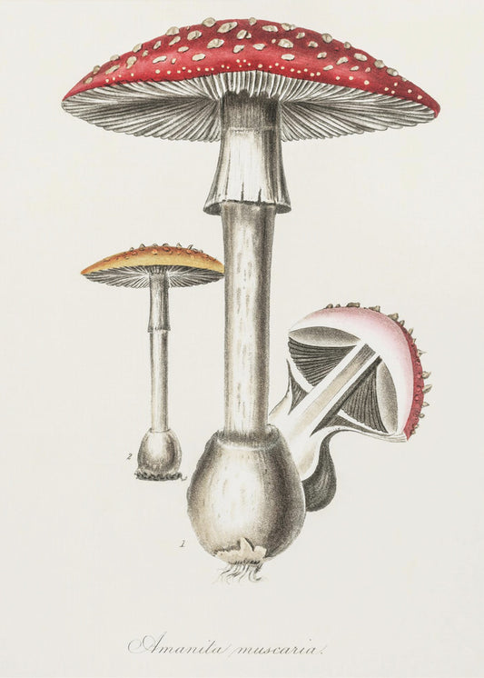 Amanita Muscaria Illustration. Medical Botany 1836 | Canvas