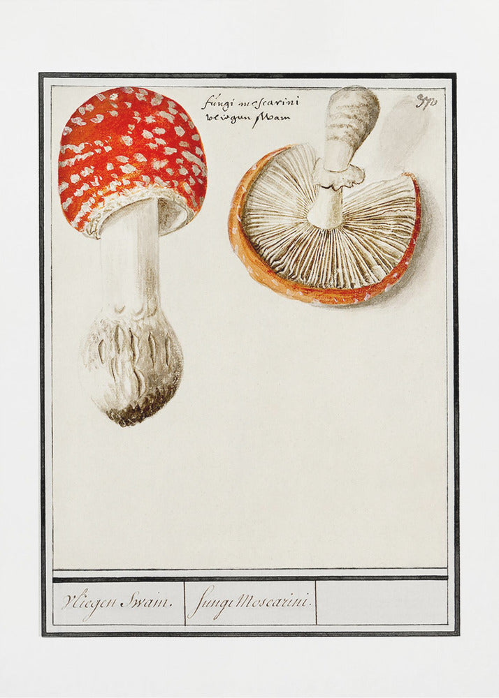 Fly Agaric, Amanita Muscaria | Canvas