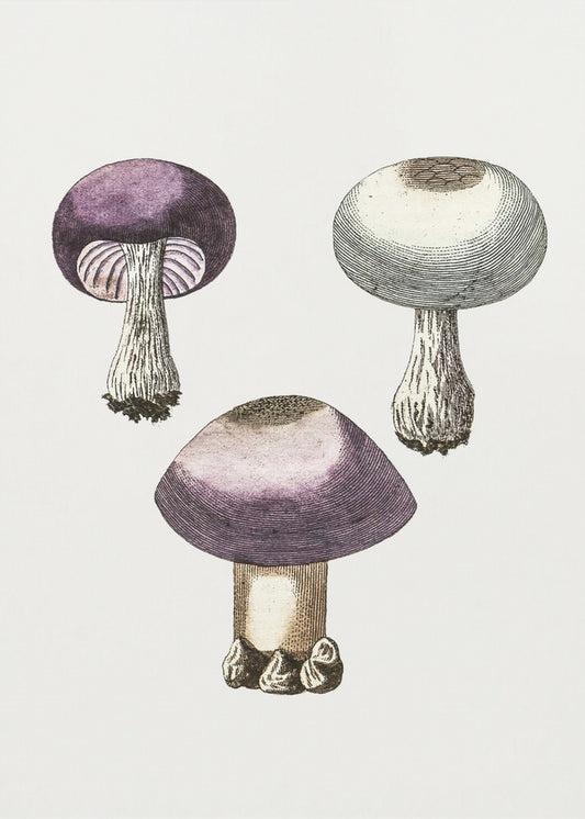 Hand Darwn Violet Webcap Mushroom | Canvas