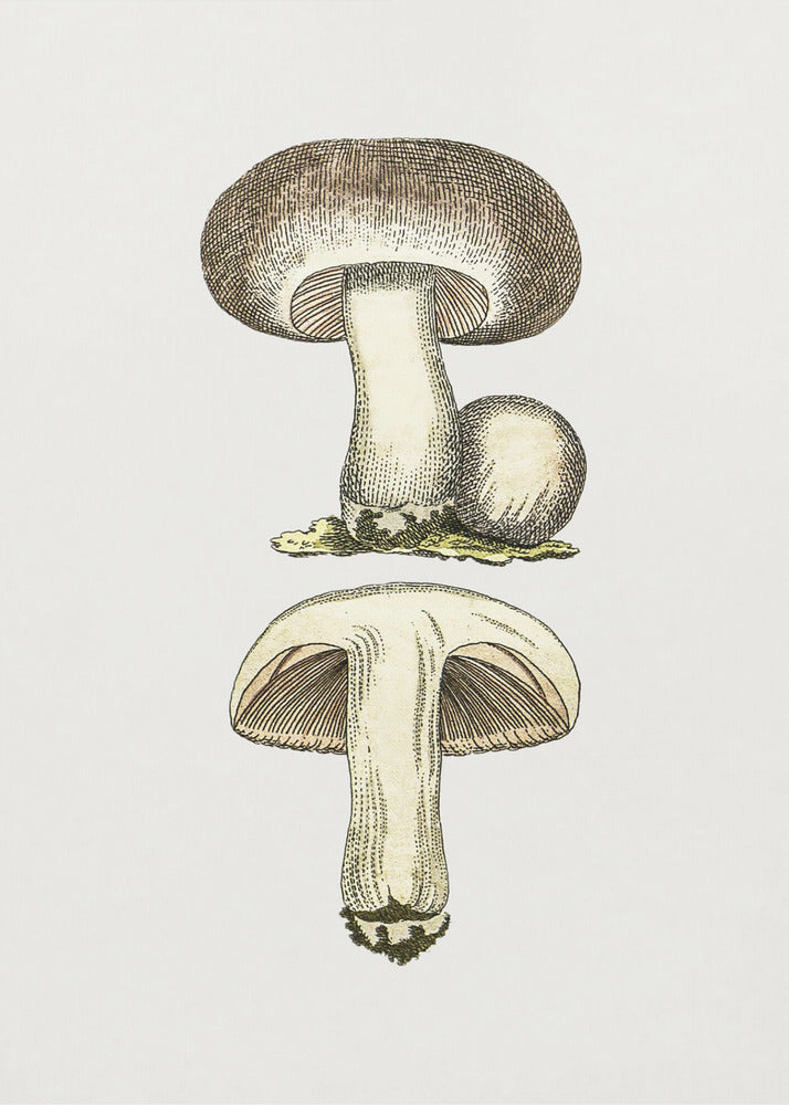 Hand Drawn Field Mushroom Gray | Canvas