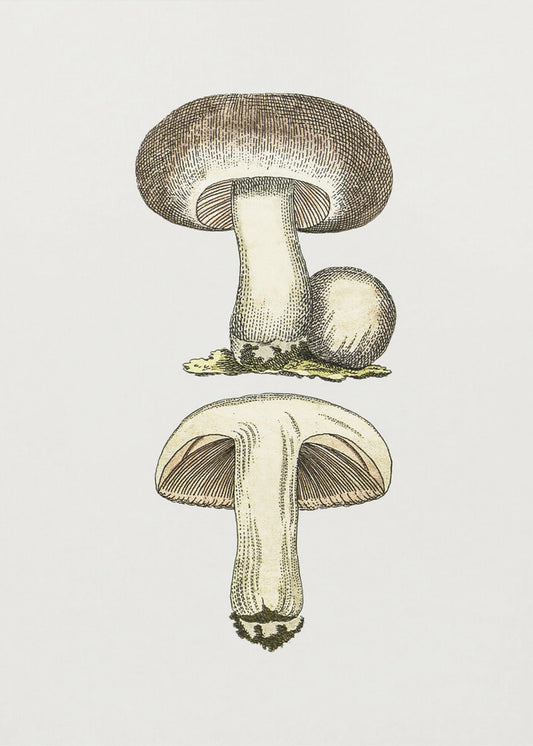 Hand Drawn Field Mushroom Gray | Canvas
