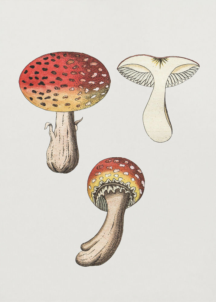 Hand Drawn Fly Agaric Mushroom | Canvas