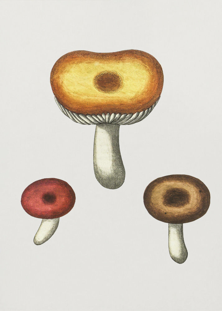 Hand Drawn Galerina Mushroom | Canvas