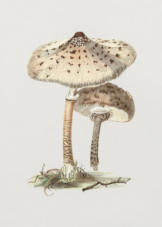 Hand Drawn Parasol Mushroom | Poster